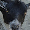 Pygmy Goat