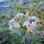 Mountain collomia