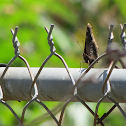 Mourning Cloak Butterfly
