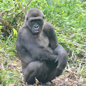 Western Lowland Gorilla