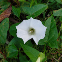 Field Bindweed