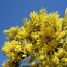 Mimosa, acacia mimosa o acacia australiana
