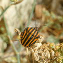 Striped Shield Bug