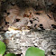 Shelf fungi