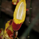 Indian Clock Vine