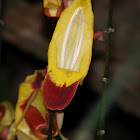 Indian Clock Vine