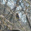 Eastern Bluebird