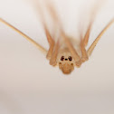 Daddy long legs