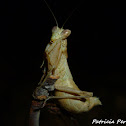 European Dwarf Mantis