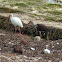 American White Ibis