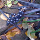 violet berries