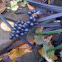 violet berries