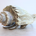 Hermit Crab