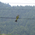 Tropical kingbird/Sirirí