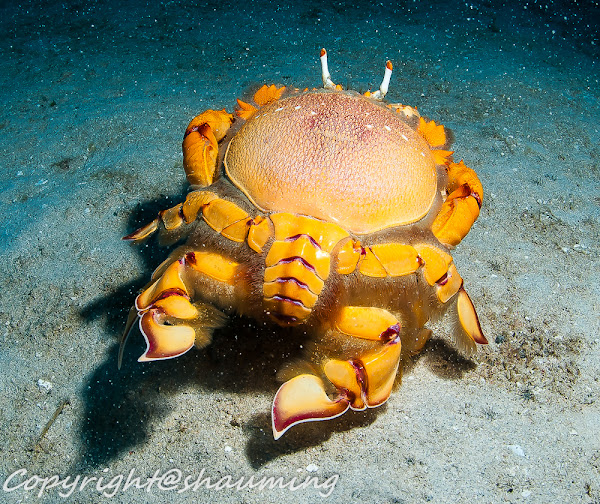 Spanner Crab Project Noah