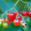 Bittersweet Nightshade