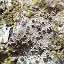 Lichen Lecanora pulicaris