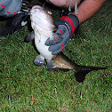 Channel catfish
