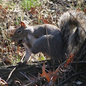 Eastern Grey Squirrel