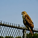 Red-Tailed Hawk