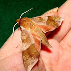 Azalea Sphinx