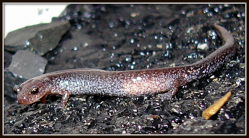 Unknown Salamander