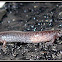Unknown Salamander