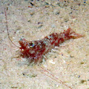 Red Shrimp
