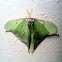 Luna Moth