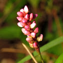 Pennsylvania Smartweed