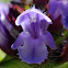 Self heal, Hierba mora