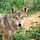 Mammals of the Deccan,India
