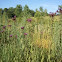 Ironweed