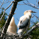 Pato aguja Juvenil