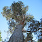 Red Pine