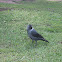 jackdaw