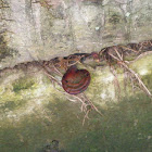 Bracket Fungus