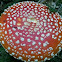 fly Amanita