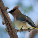 Cedar Waxwing