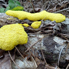 Scrambled Egg Slime Mold