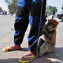 Barbary macaque