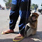 Barbary macaque