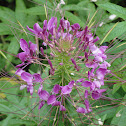 Indian Pavetta