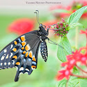 Black Swallowtail