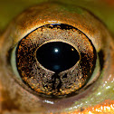 Southern leopard frog