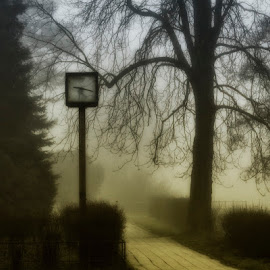 Clock  by Ruda Stančík - City,  Street & Park  City Parks ( tree, fog, clock, footway )