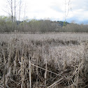 Cattails