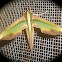 Green Hawk Moth