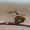 Kingfisher