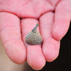 Holm oak acorn shell, cascara de bellota de encina